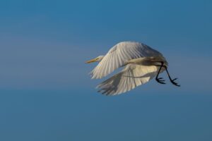 Mooiste vogelfoto’s in ons werkgebied