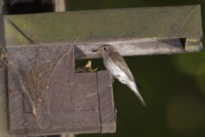 Nestkastverslag 2025