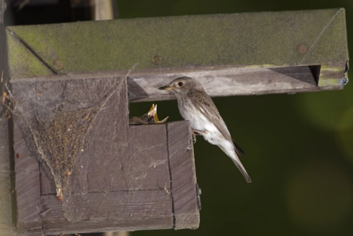 Nestkastverslag 2025
