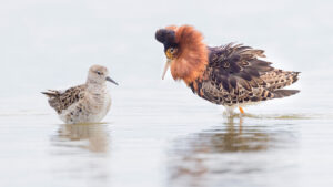 De Kemphaan – boek presentatie door Marc van Houten