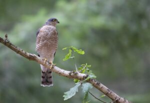 Roofvogels in de terreinen van Goois Natuurreservaat