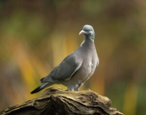 Soort van de maand: houtduif