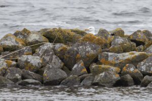 Deelname broedvogelinventarisaties 2026