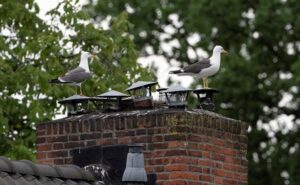 Kleine mantelmeeuw broedt op schoorsteen in Hilversum