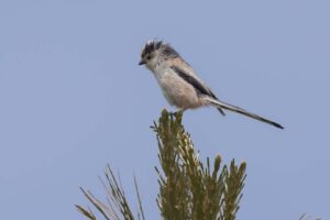 Resultaten broedvogelinventarisaties 2025