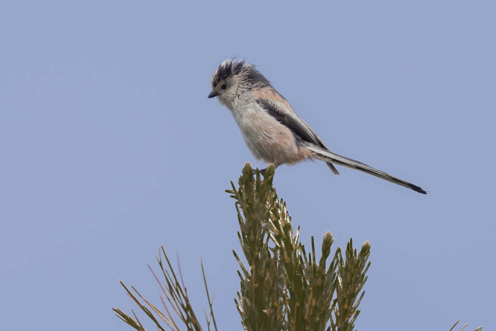 Resultaten broedvogelinventarisaties 2025