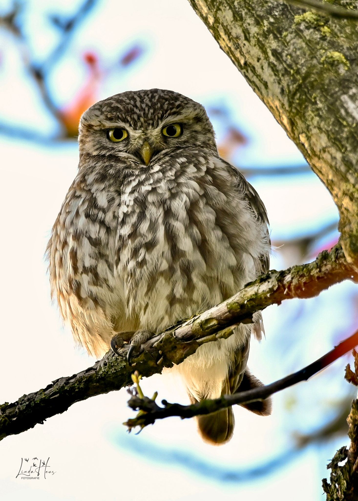 Voortvarende start Jaar van de Steenuil