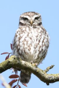 Steenuil: vogel van het jaar 2026