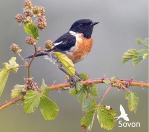 Nieuwe Vogelatlas: doe mee!