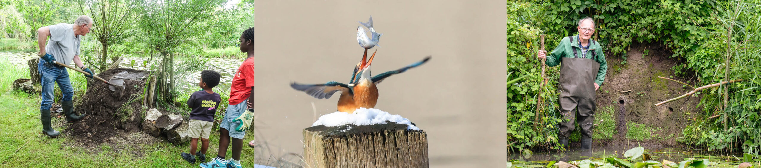 IJsvogelnestkast wordt gecontroleerd (l)  -   IJsvogel  |  Jurriën Uiterwijk  -  Jelle Harder voor IJsvogelwand (r)