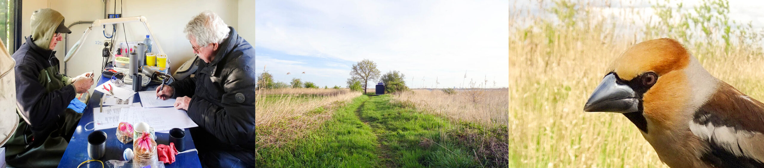 Ringen, meten, controleren in het ringstation op een prachtige plek; de Appelvink (r) is klaar om te vertrekken