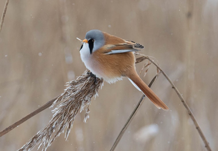 Enquête onder de leden van de Vogelwerkgroep