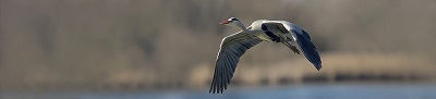 bannerblauwereiger2kl