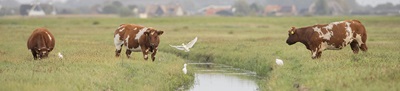 bannerkoereigers2kl