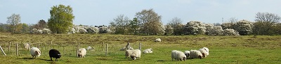 bannerschapen5kl