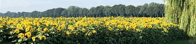 bannerzonnebloemen3kl