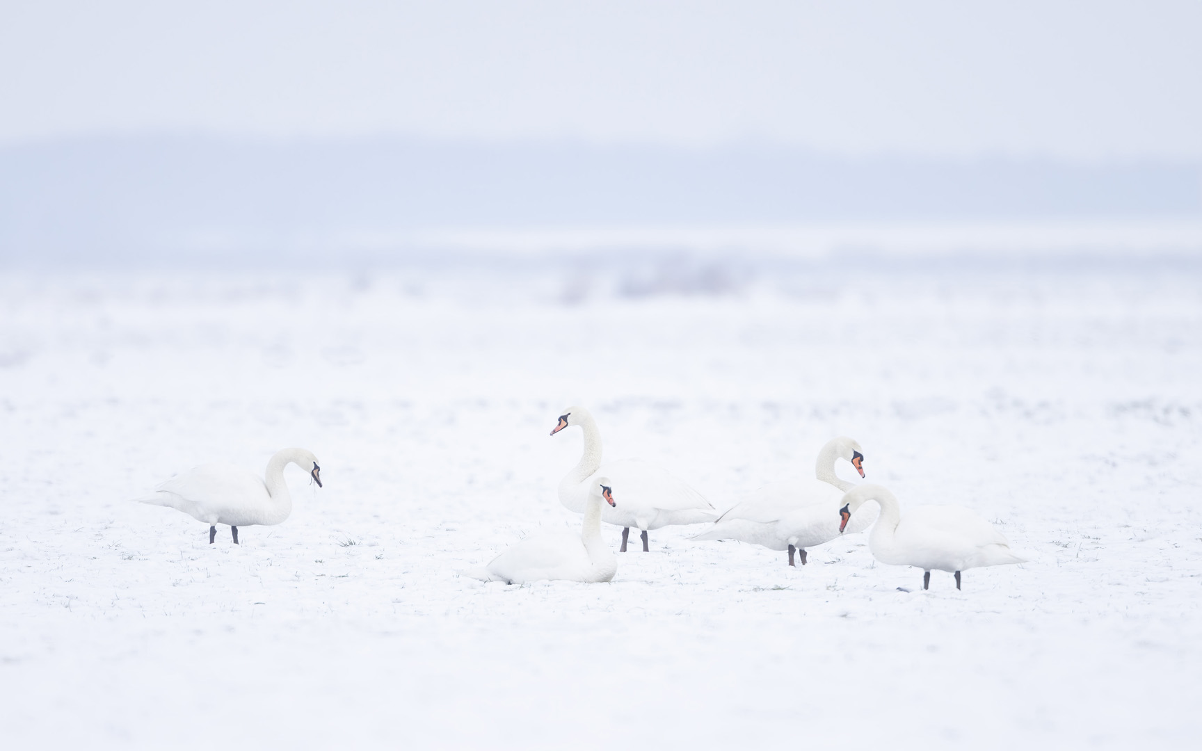 Vogels in de sneeuw – januari 2026