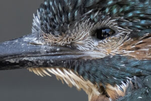 Een kijkje in het nest: zeven jonge ijsvogels geringd