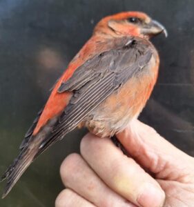 Jaarverslag ringstation VWG 2025