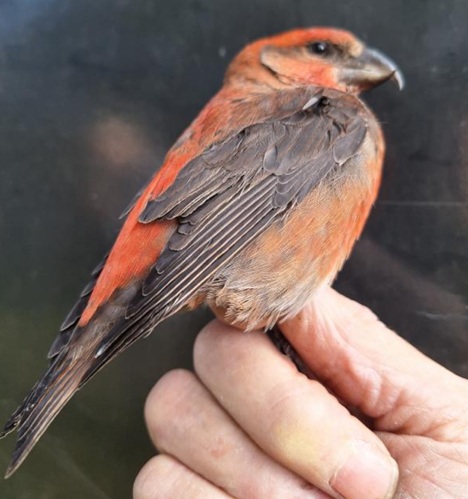 Jaarverslag ringstation VWG 2025