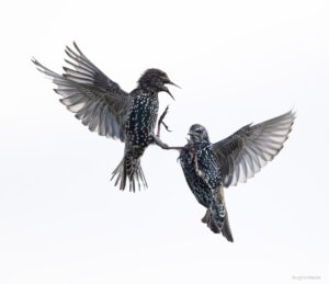 Tuinvogeltelling op 30, 31 januari en 1 februari