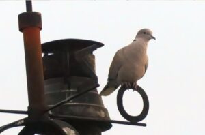 Naschrift bij lezing “ Stadsvogels”