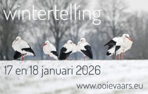 Wintertelling ooievaars 17 en 18 januari