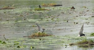 Bescherming van de zwarte stern in Terra Nova (Loenderveen)