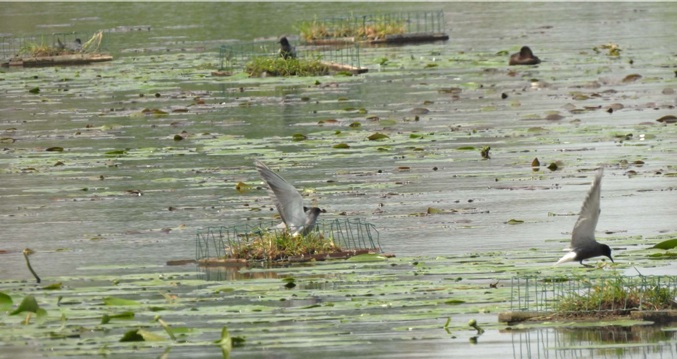 Bescherming van de zwarte stern in Terra Nova (Loenderveen)
